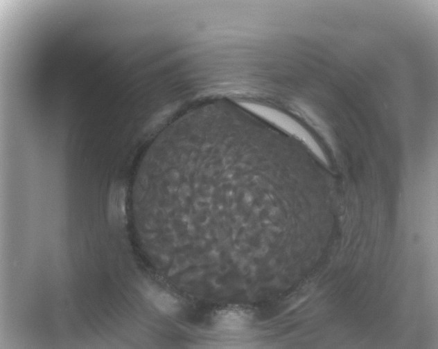 X0000068770115200605051642