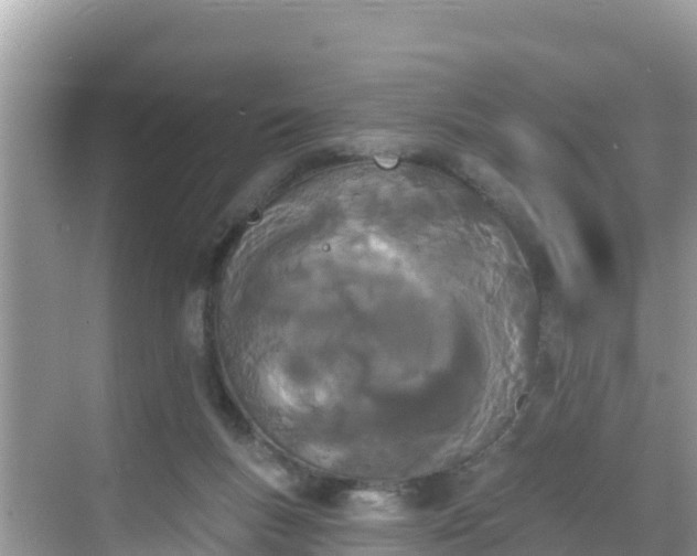 X0000068770167200605051641