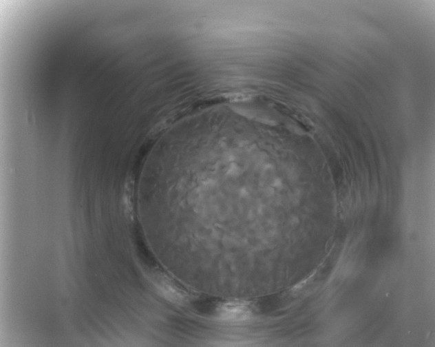 X0000068770175200605051641