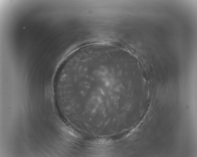 X0000068770198200605051640