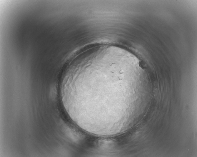 X0000068770208200605051640