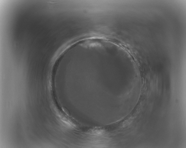 X0000068770247200605051639