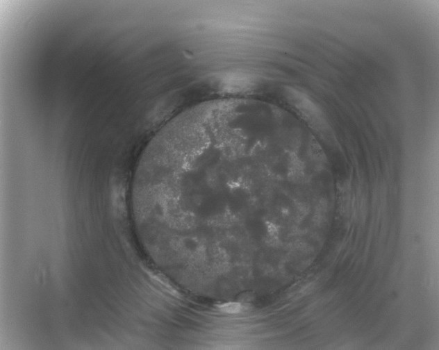 X0000068770269200605051639