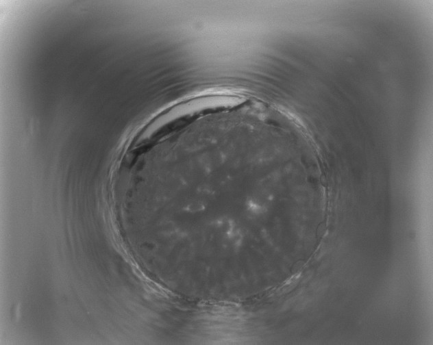 X0000068770337200605051637