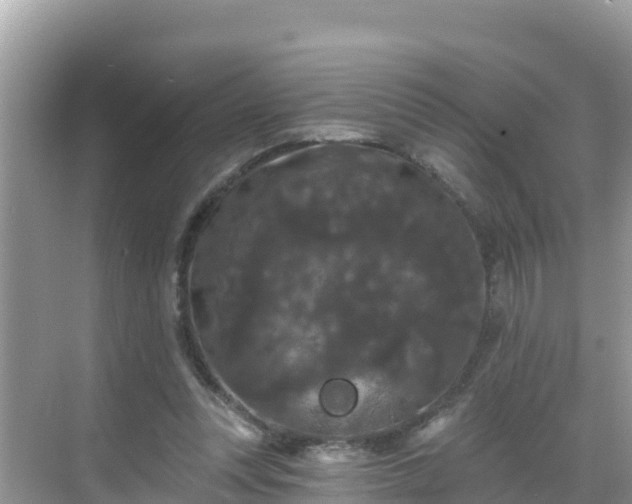 X0000068770351200605051637