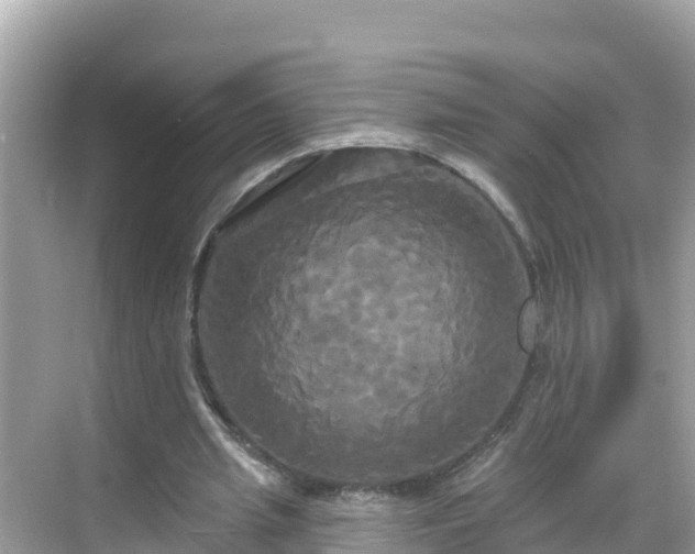 X0000068770437200605051636