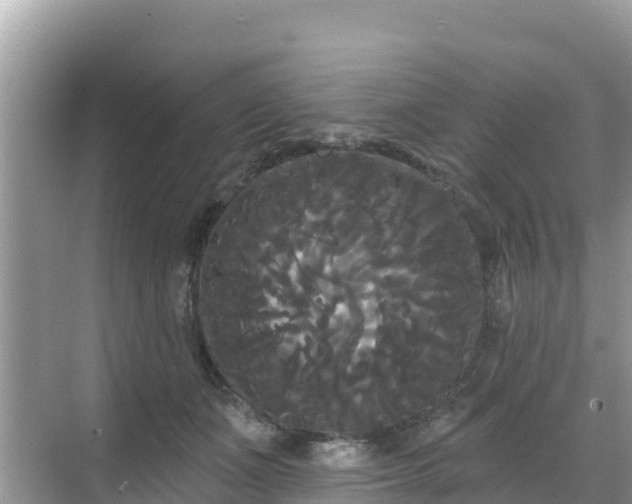 X0000068770511200605051635