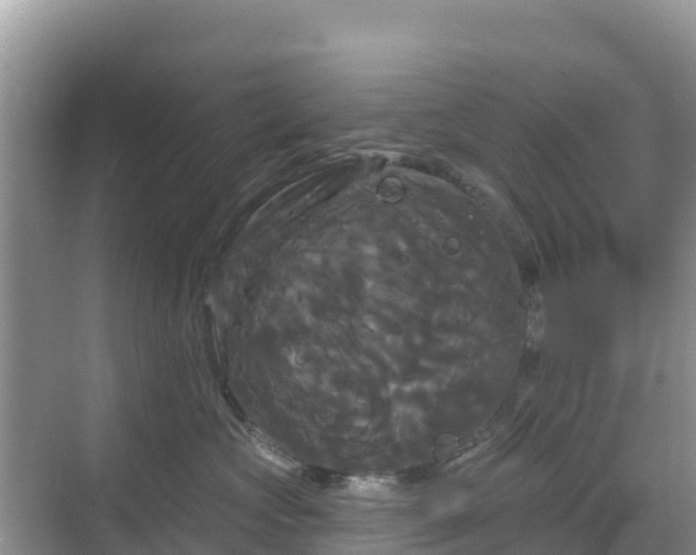 X0000068770573200605051635