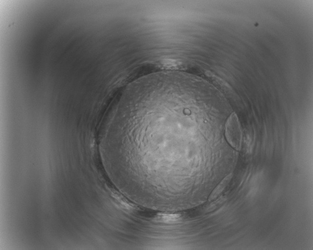 X0000068770665200605051633