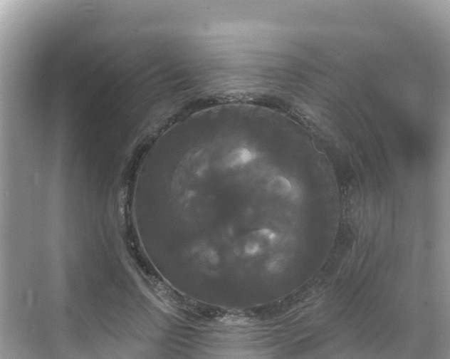 X0000068770742200605051631