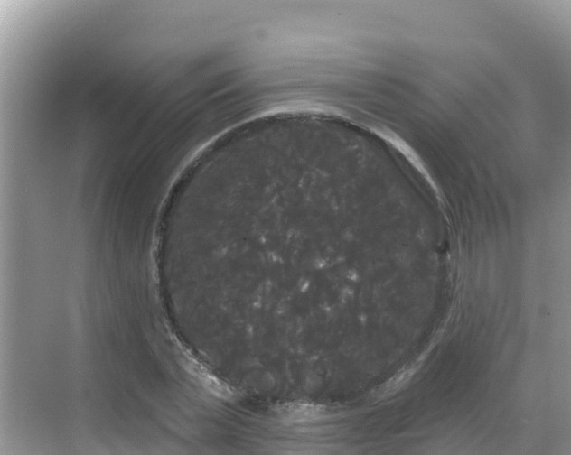 X0000068770783200605051630