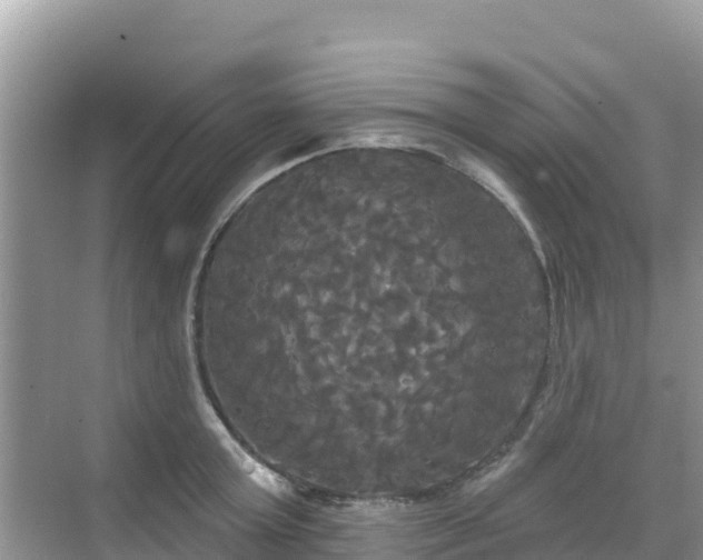 X0000068770803200605051630