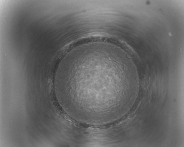 X0000068770821200605051629