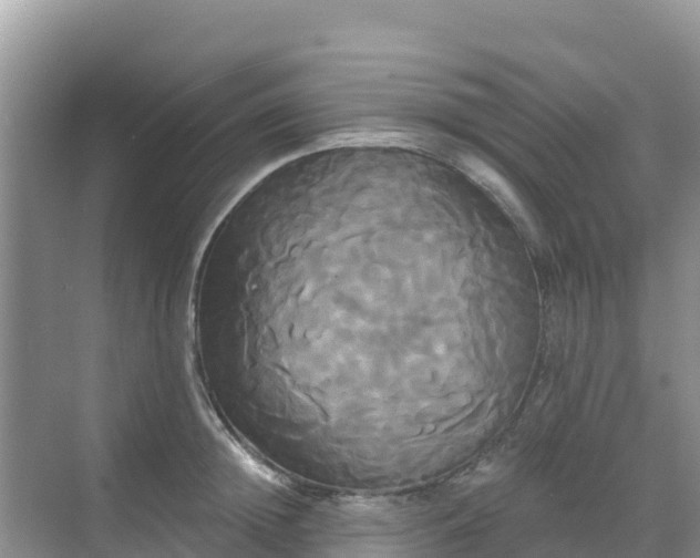 X0000068770852200605051630