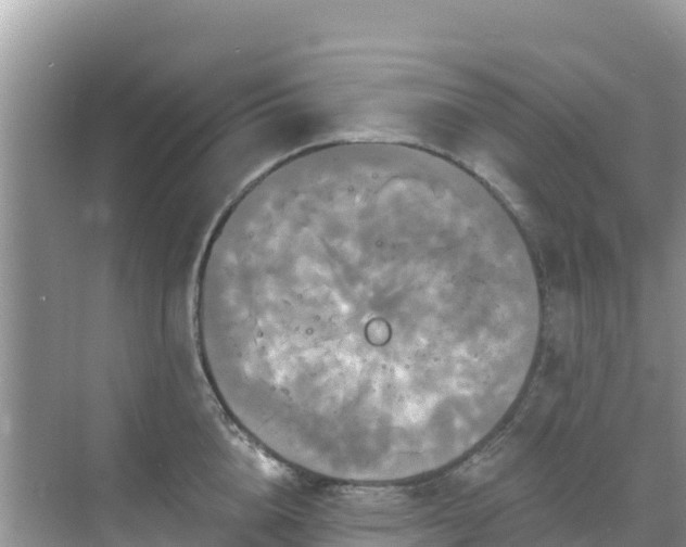 X0000068770856200605051630