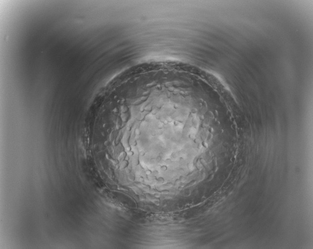 X0000068770871200605051629