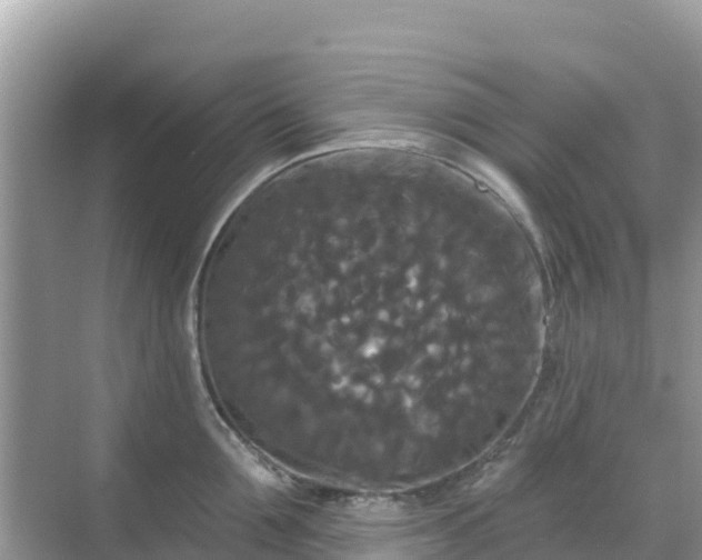 X0000068770907200605051628