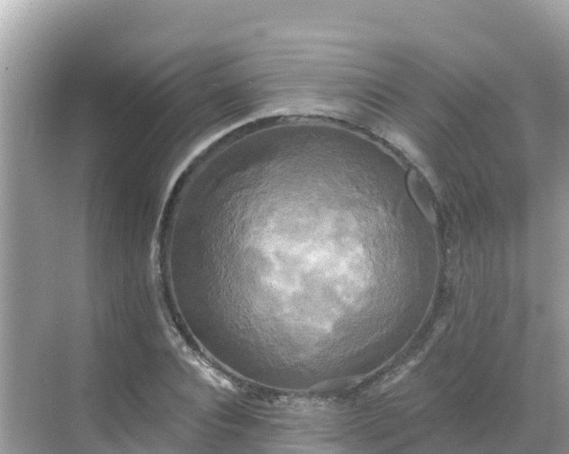 X0000068770928200605051628