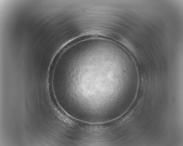 X0000068771020200605051626