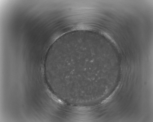 X0000068771025200605051626