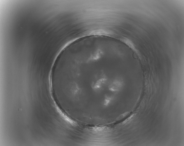 X0000068771032200605051626