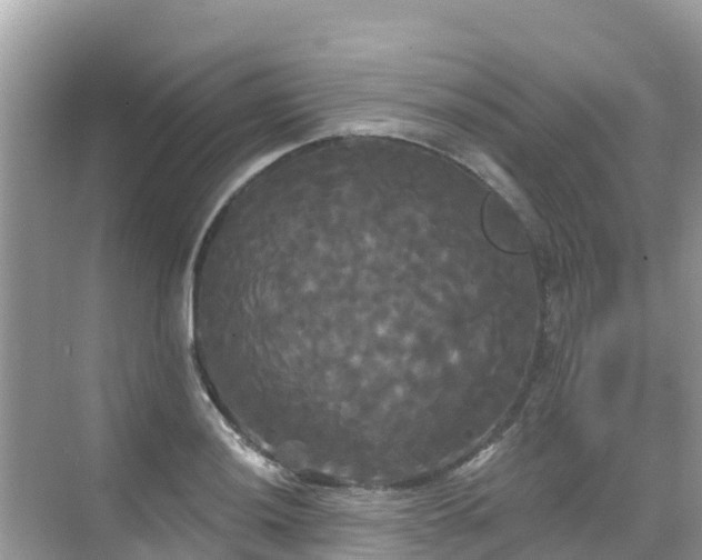 X0000068771036200605051626