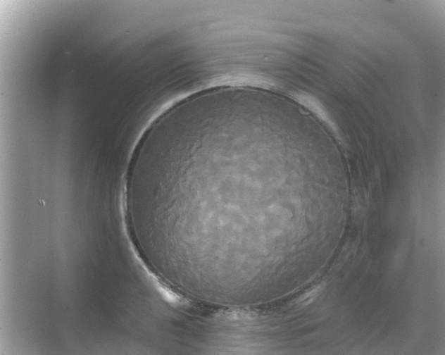 X0000068771040200605051626