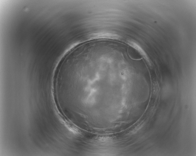 X0000068771043200605051626