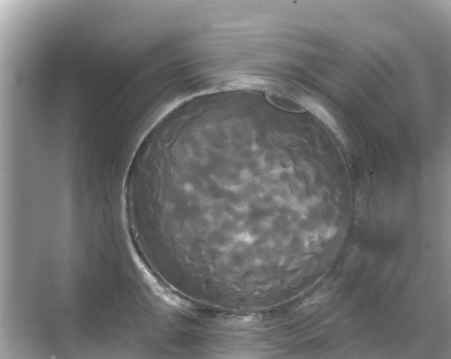 X0000068771047200605051626