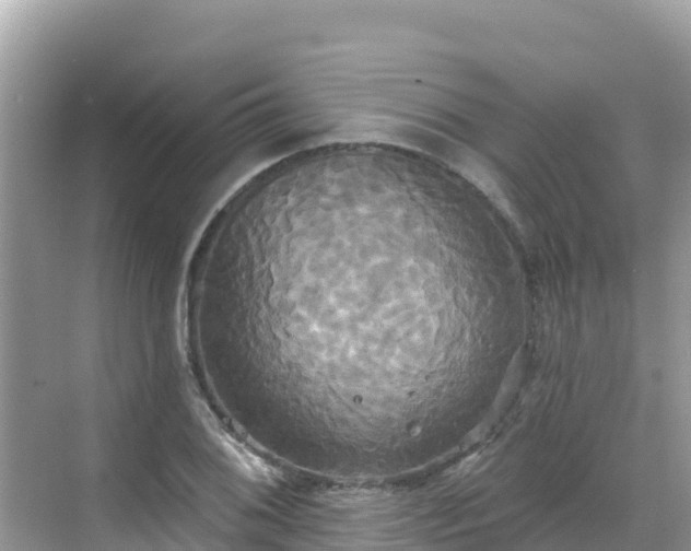 X0000068771076200605051625