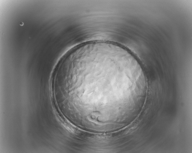 X0000068771078200605051625