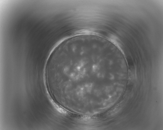 X0000068771098200605051625