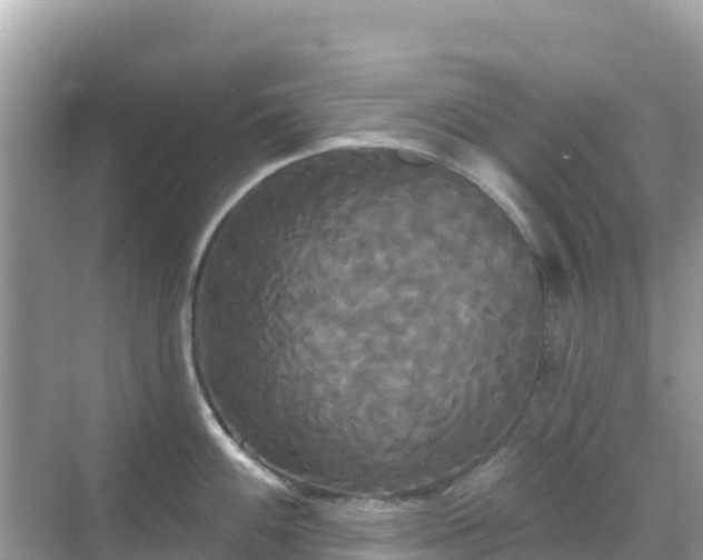 X0000068771100200605051625