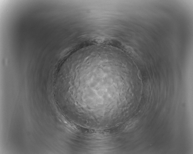 X0000068771105200605051624