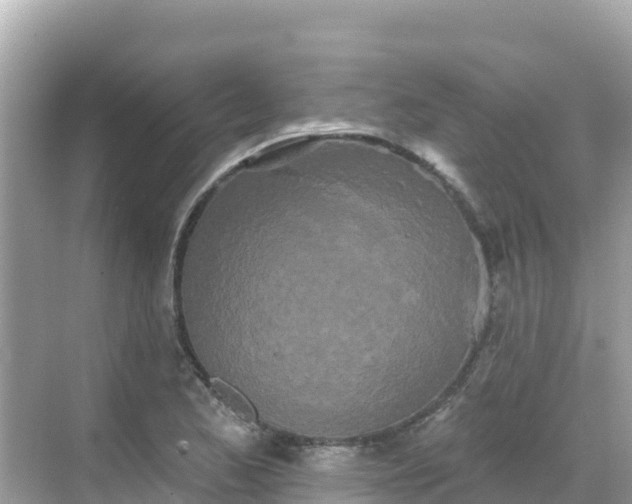 X0000068771173200605051624