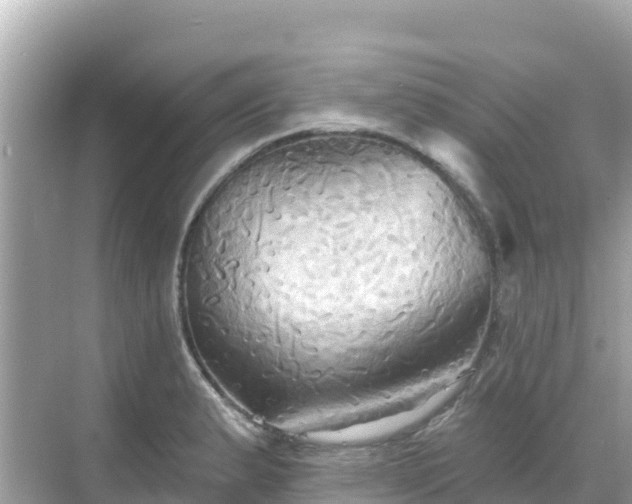 X0000068771183200605051624