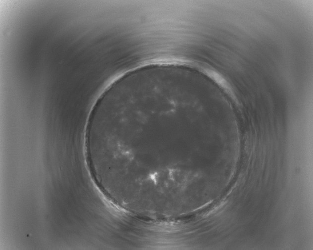 X0000068771229200605051623