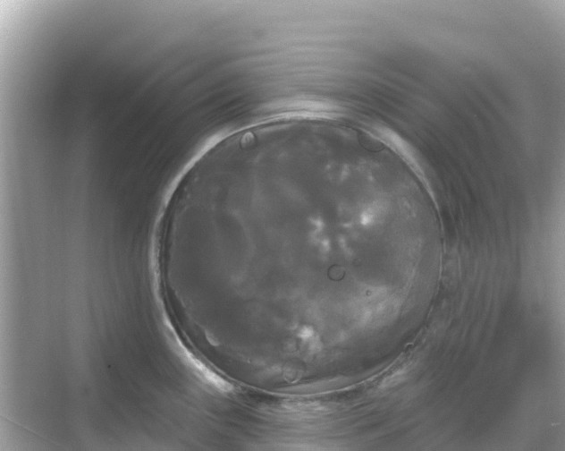 X0000068771243200605051623