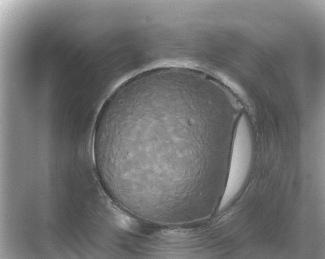 X0000068771272200605051622