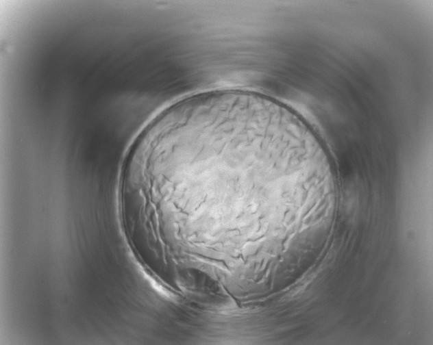 X0000068771294200605051622