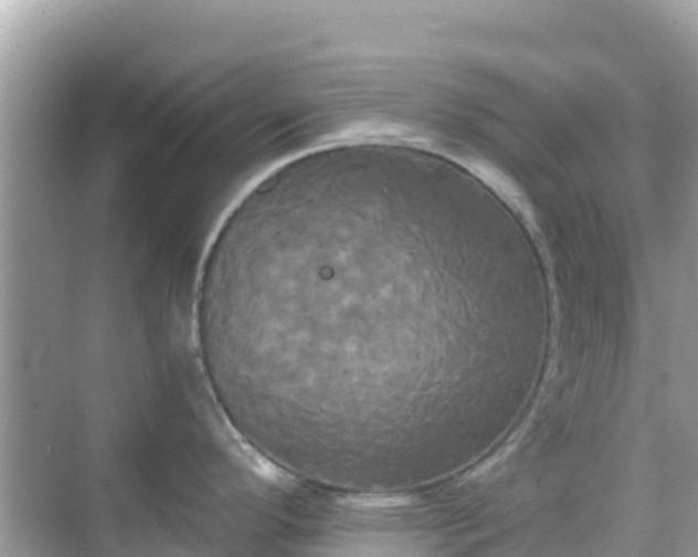 X0000068771296200605051622