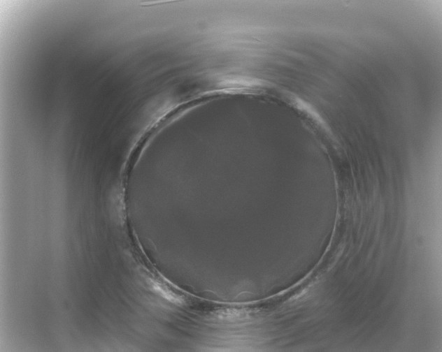 X0000068771362200605051621