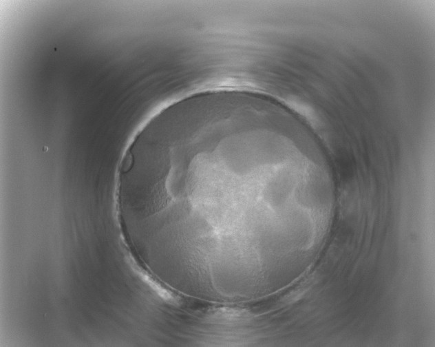 X0000068771374200605051620