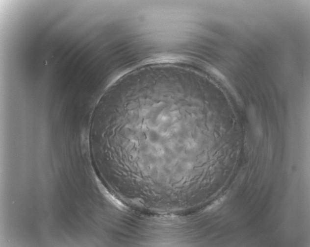 X0000068771417200605051620