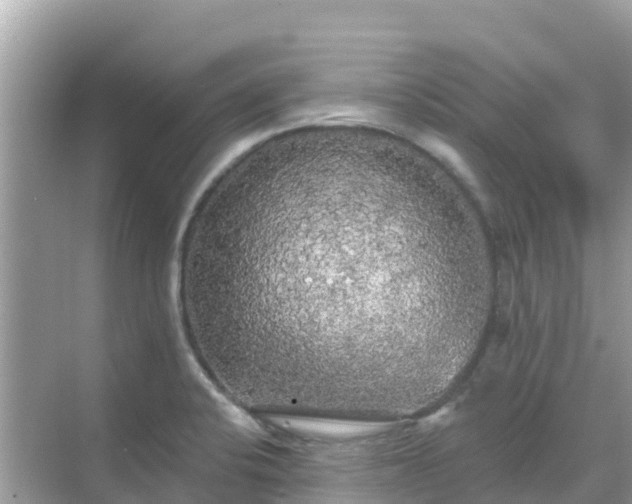 X0000068771424200605051620