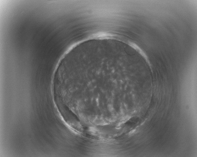 X0000068771429200605051620