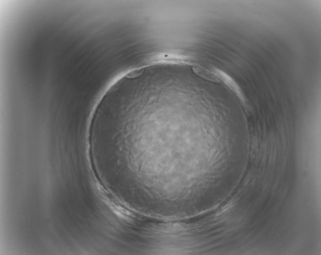 X0000068771435200605051620