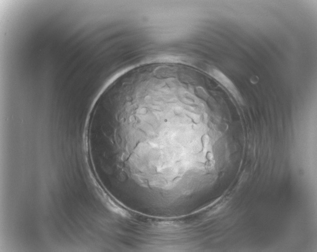 X0000068771436200605051620