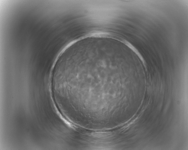 X0000068771437200605051620