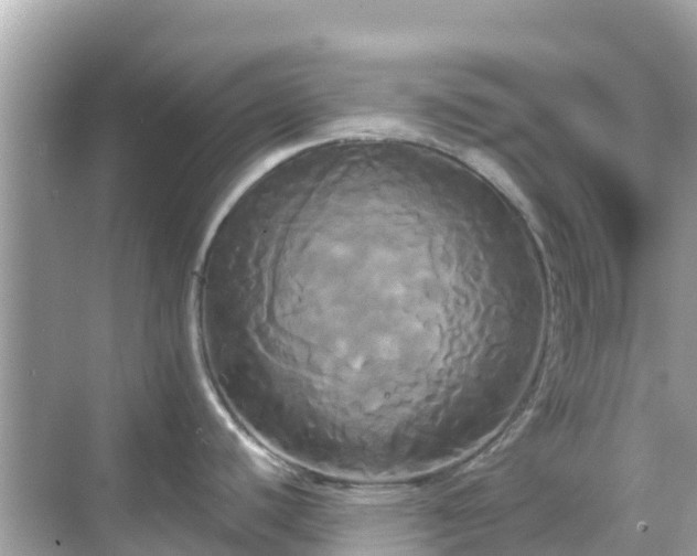 X0000068771440200605051620